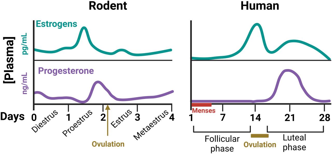Frontiers | Sex differences in thermoregulation in mammals ... Frontiers | Sex differences in thermoregulation in mammals ...